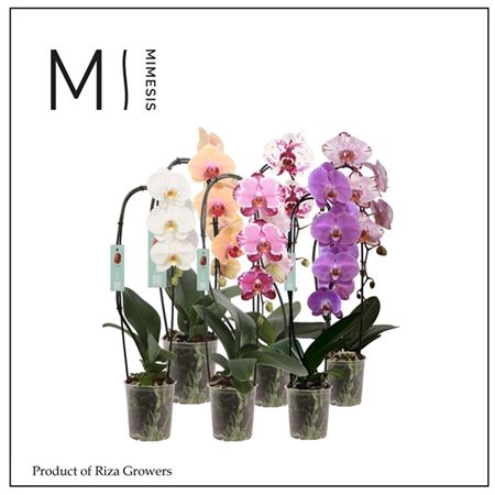 Phalaenopsis Flow Mix 1 Spike - 12cm | Mimesis