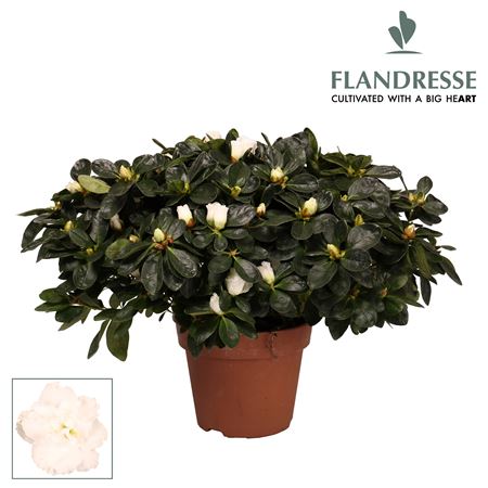 Azalea Flandresse White