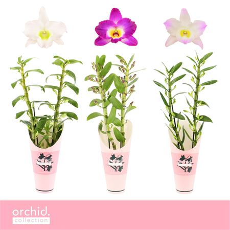 Dendr Nob 2st Mix Orchid Coll