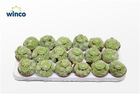 Sempervivum Arachnoidum (group)