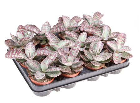 Kalanchoe Humilis Zebra