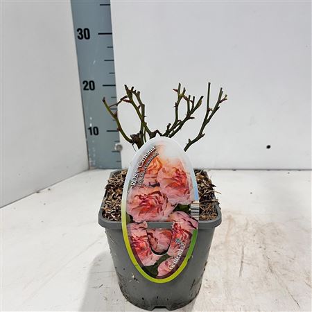 Rosa (pa) Carminia