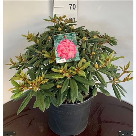 Rhododendron Hydon Hunter