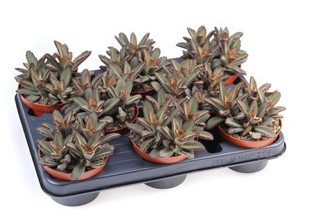 Kalanchoe Tomentosa Aida