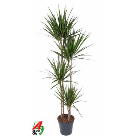 Drac Marginata 120-90-60-30
