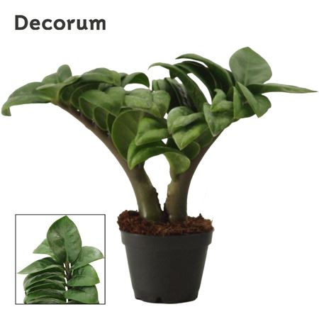 Zamioculcas Zenzi 2+ (decorum)