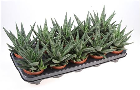 Haworthia Seastar