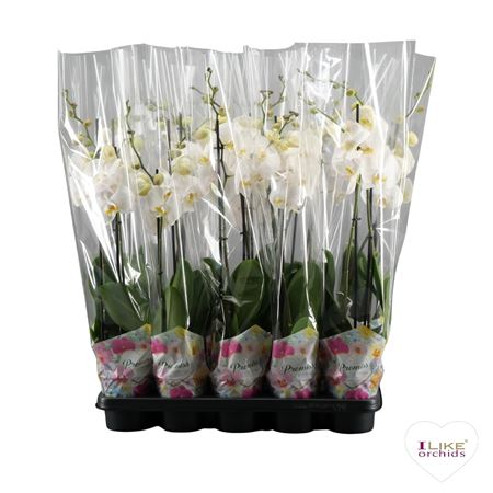 Phal 2st White 12+ Promiss Potcover (levo)