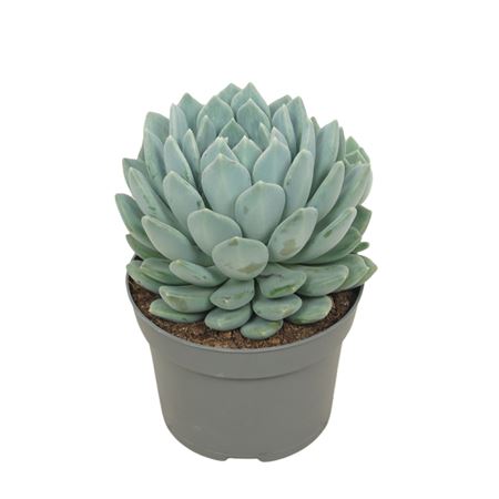 Pachyveria Corvus