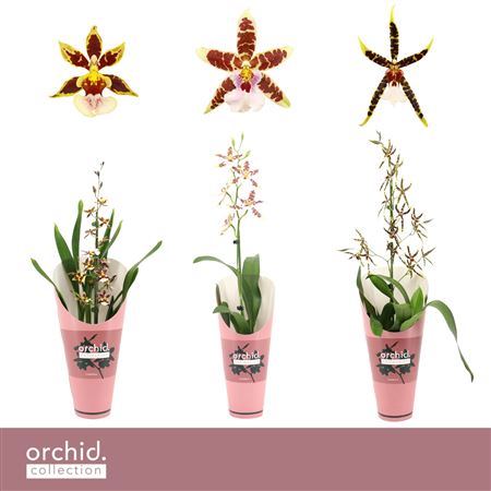 Cambria 1st Mixorchid Collection