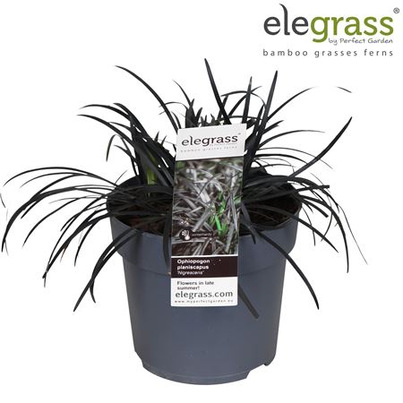Ophiopogon Planiscapus Nigrescens