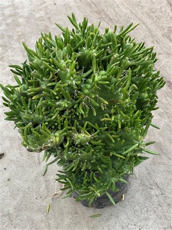Subulata Cristata