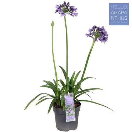 Agapanthus Poppin Purple