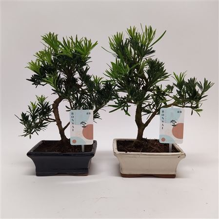 Bonsai Podocarpus