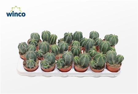 Echinocereus Inermis (group)