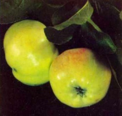 Яблоня домашняя Грушовка Московская