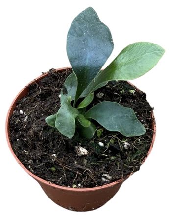 Microsorum Siamensis