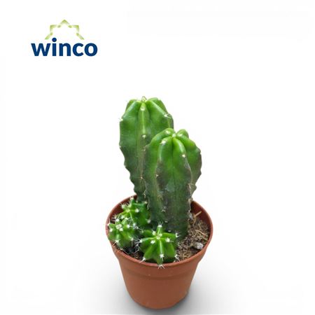 Echinocereus Vierecki Moricalli