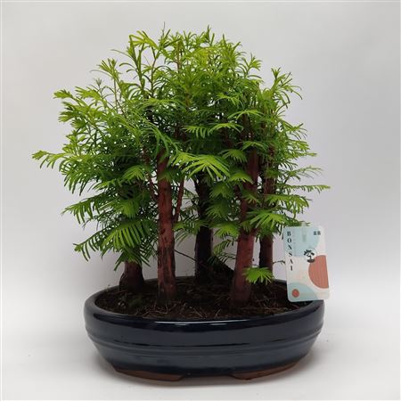 Bonsai Metasequoia Forest Oval