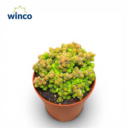 Monanthes Muralis