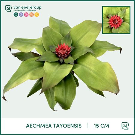 Aechmea Tayoensis