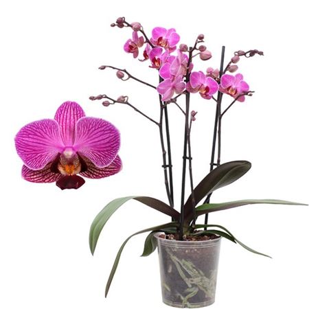 Phal Multi 3st Purple 30+ (pannekoek)