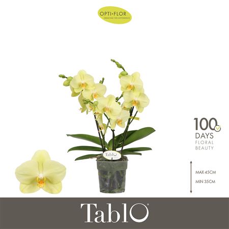 Phal 3st Tablo Limoncello 30+ (opti)