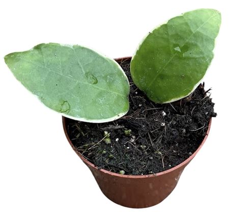 Hoya Verticillata Panglay Variegata