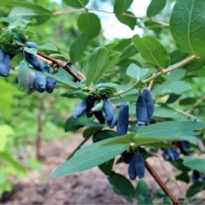 Жимолость камчатская Сластёна