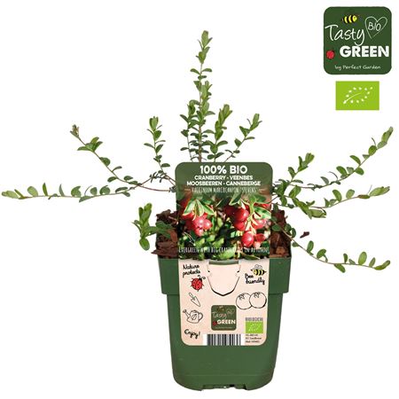 Vaccinium Macrocarpon Stevens Bio