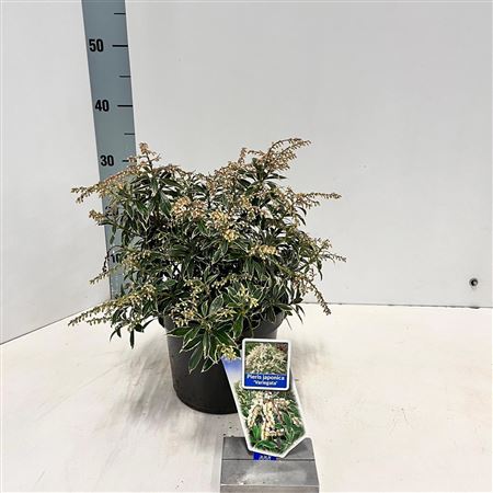 Pieris Jap Variegata