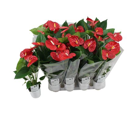 Anth An Jambo Red 3+ Blanco Sleeve