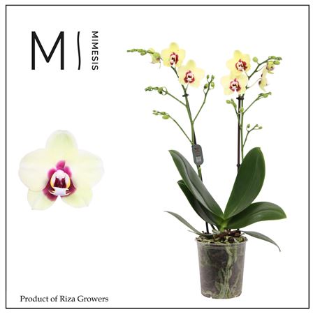 Phal 2st Deep Secret 22+ (orchid Growers)