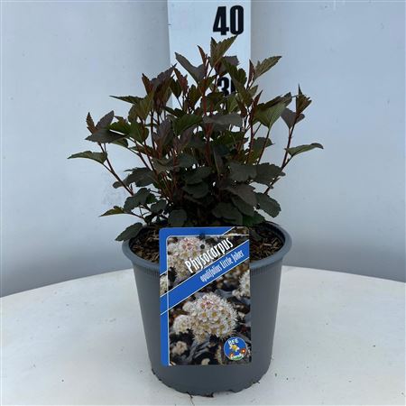 Physocarpus Op Little Joker