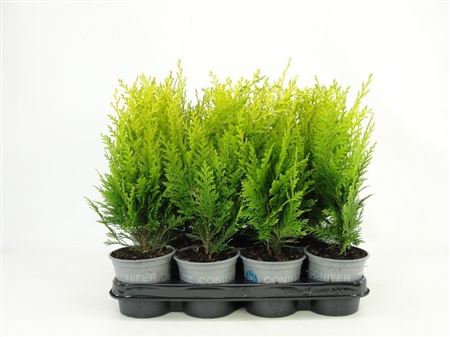 Chamaecyparis Lawsoniana Stardust