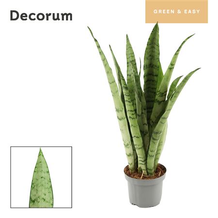 Sansevieria Peppermint 9 (decorum)