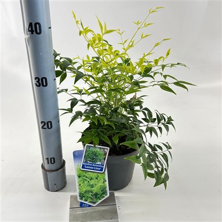 Nandina Dom Lemon & Lime
