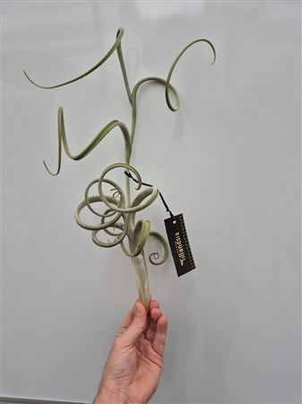 Tillandsia Intermedia Giant Label