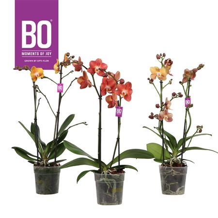 Phal 2st Bo Gold Mix (opti)