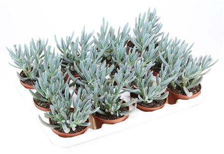 Senecio Kleinia