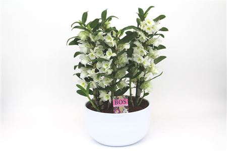 Dendr Nob 6st Special Apollon Ceramic