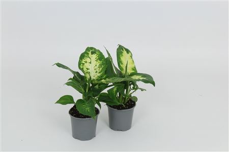 Dieffenbachia Camilla Compacta