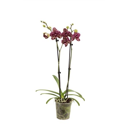 Phal 2st Wild Cat 16+ (vg Orchids)