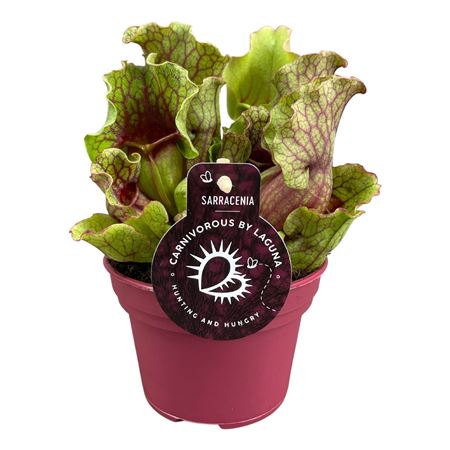 Sarracenia Clementina