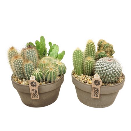 Cactus Arrangement Grey Bowl