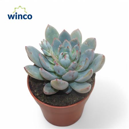 Echeveria Yummie