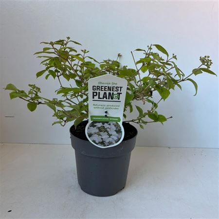 Viburnum Plic Watanabe