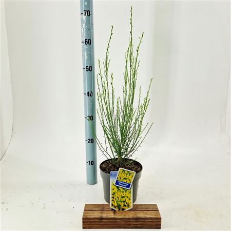 Cytisus Scoparius Vanesse