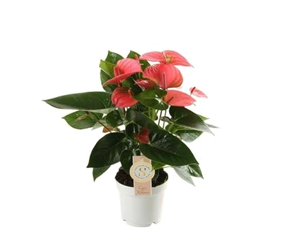 Антуриум андрианум Чемпион розовый