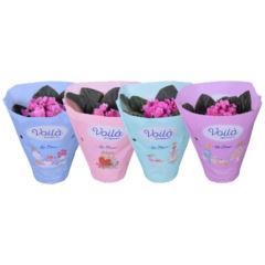 Фиалка розовая